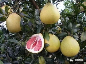 貴州地理標志水果與家用電器的奇妙結合