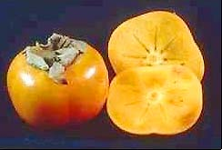 柿子 從水果到家具的奇妙跨界